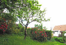 Rhododentrongarten